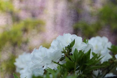 河内藤園4