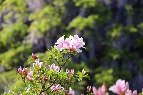 河内藤園6
