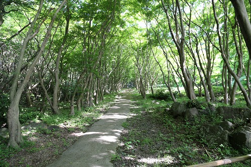 河内藤園11