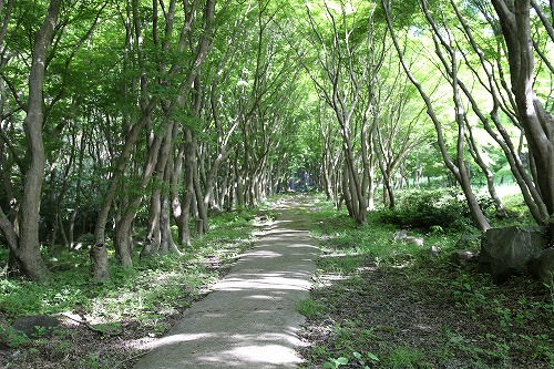 河内藤園12
