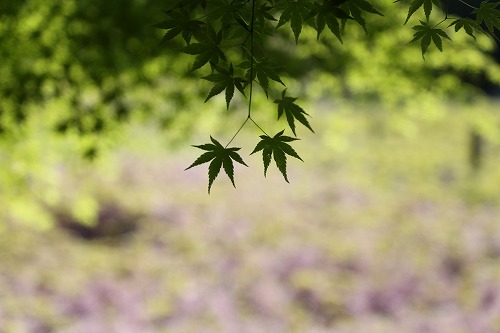 河内藤園14