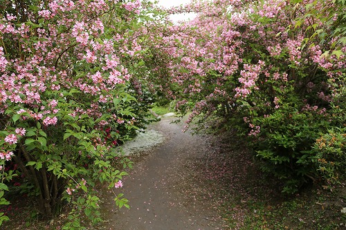 河内藤園17