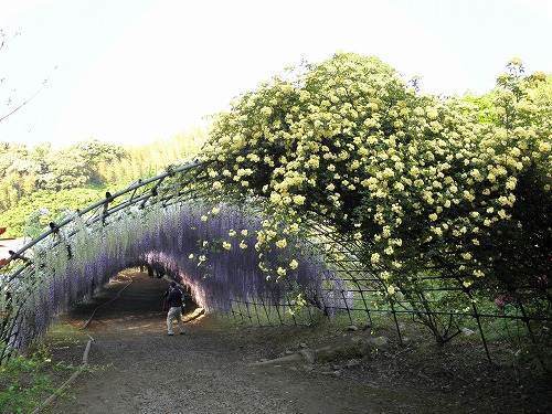 河内藤園19