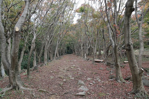 河内藤園2