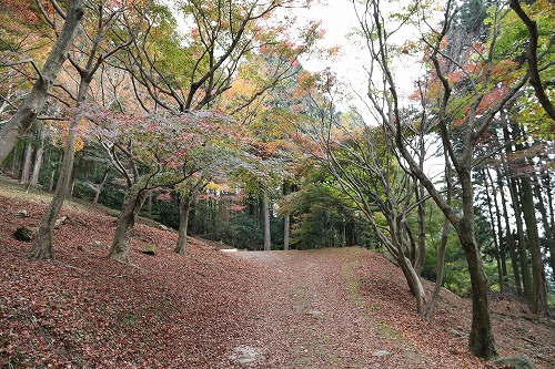 河内藤園9