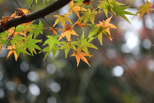河内藤園10