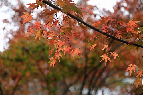 河内藤園16
