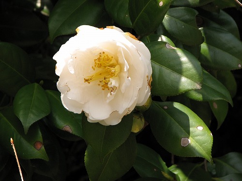 瀬板の森1