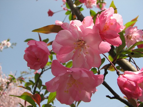 瀬板の森2