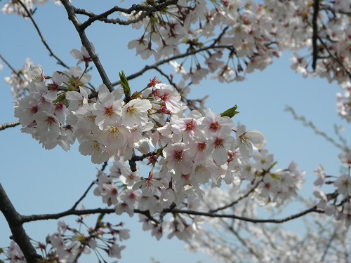 瀬板の森5