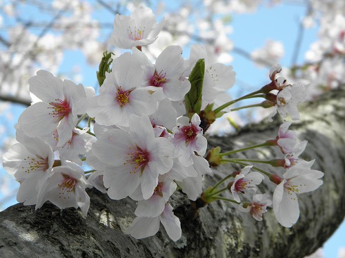 瀬板の森6
