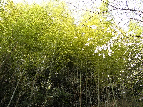 瀬板の森8