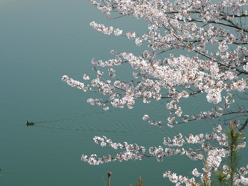 瀬板の森14