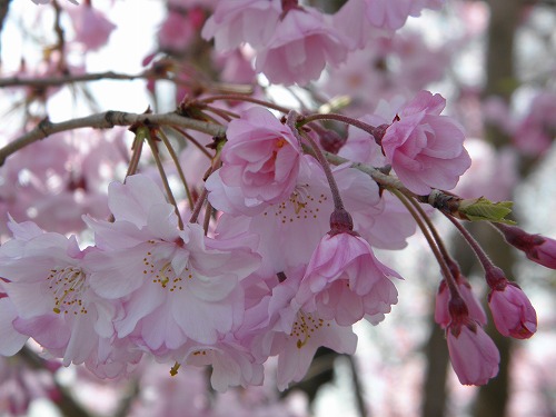 瀬板の森15
