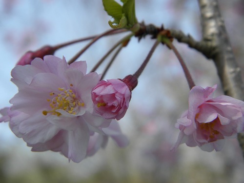 瀬板の森17