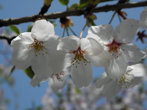 瀬板の森19