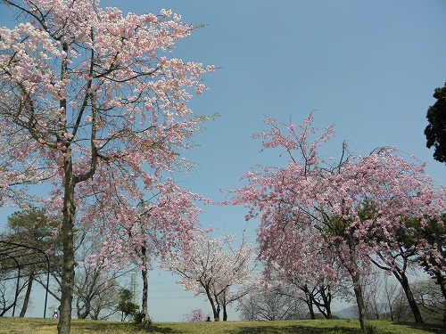 瀬板の森24
