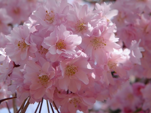瀬板の森26