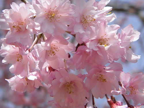 瀬板の森27