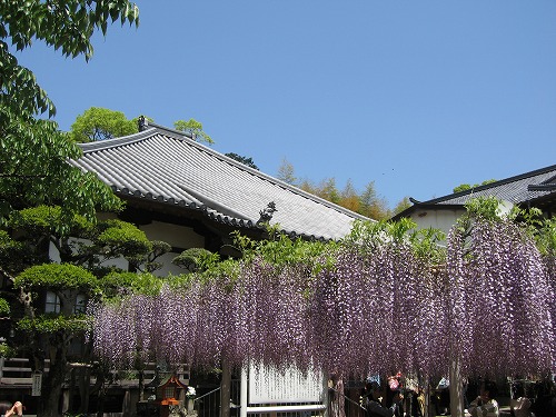 吉祥寺の藤2