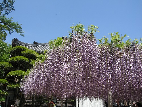 吉祥寺の藤3