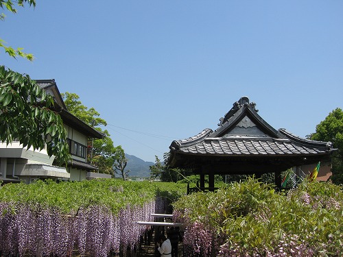 吉祥寺の藤5