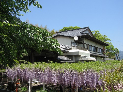 吉祥寺の藤6