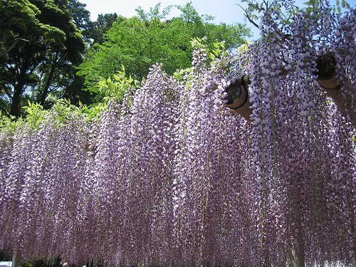 吉祥寺の藤7