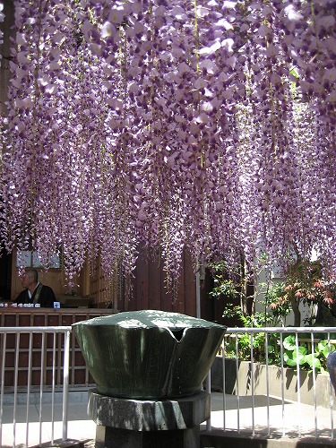 吉祥寺の藤8