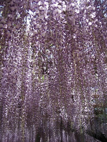吉祥寺の藤9