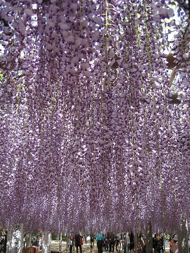 吉祥寺の藤10