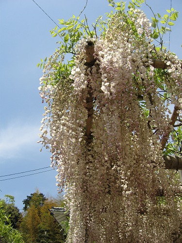 吉祥寺の藤14
