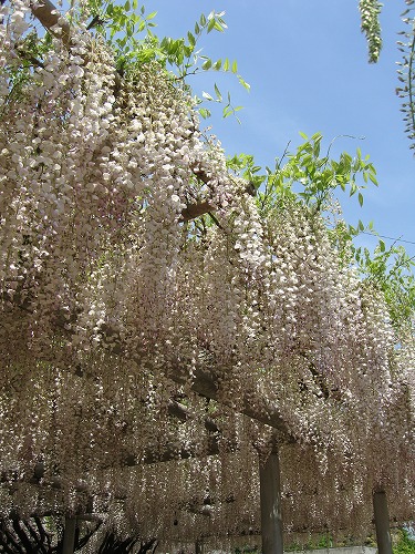 吉祥寺の藤15