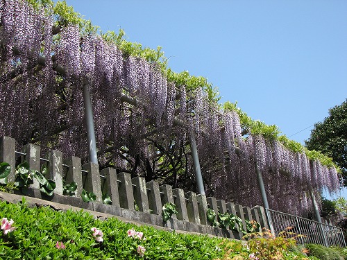 吉祥寺の藤23