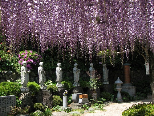吉祥寺の藤24