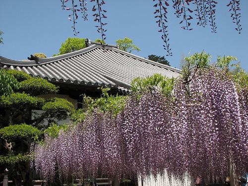 吉祥寺の藤26
