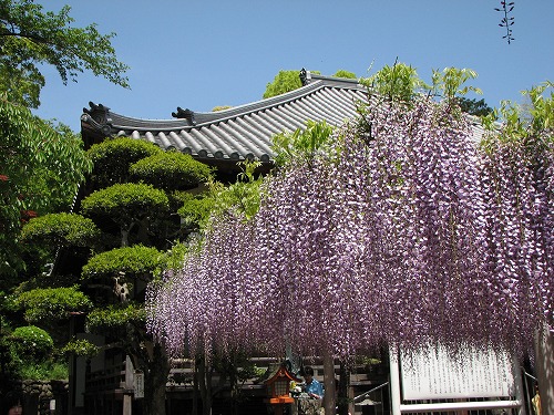 吉祥寺の藤27