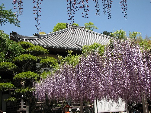 吉祥寺の藤28