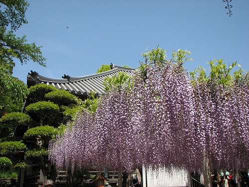 吉祥寺の藤29