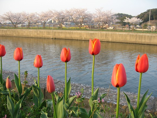 金山川4