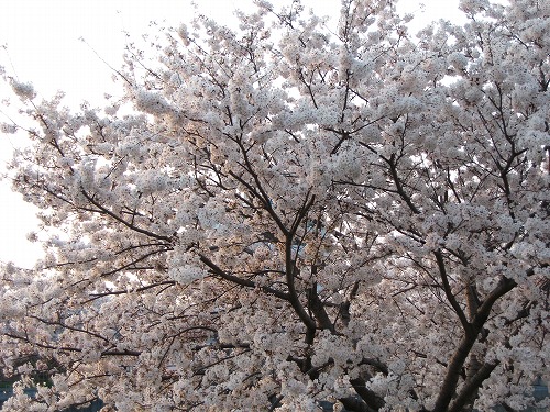 金山川8
