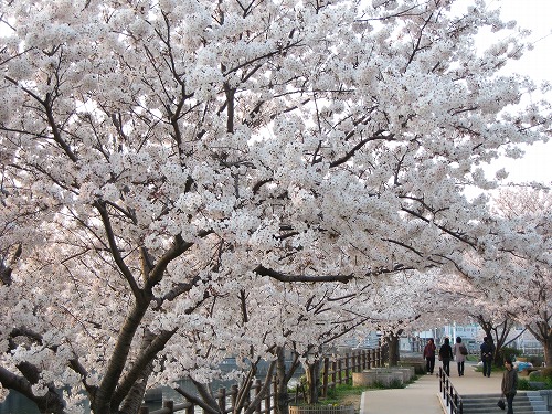 金山川9