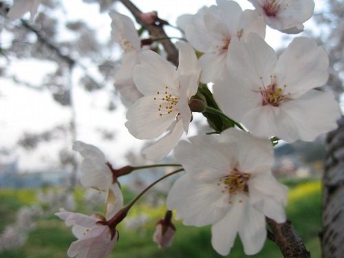 金山川15