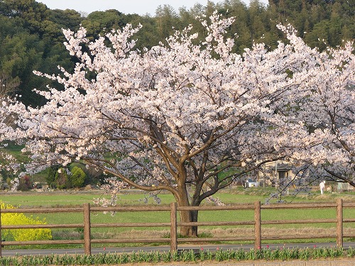 金山川20