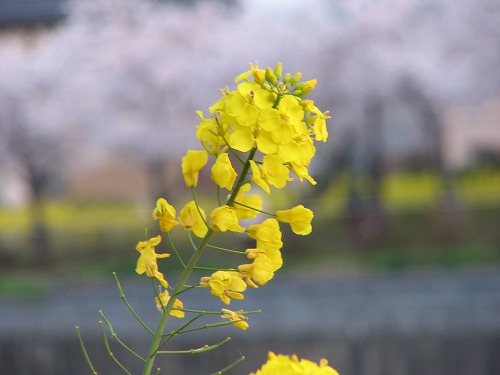 金山川27
