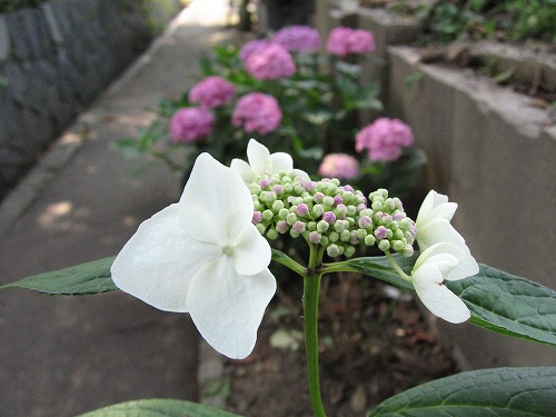 正覚寺10