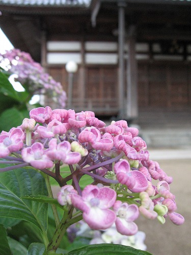 浄蓮寺4