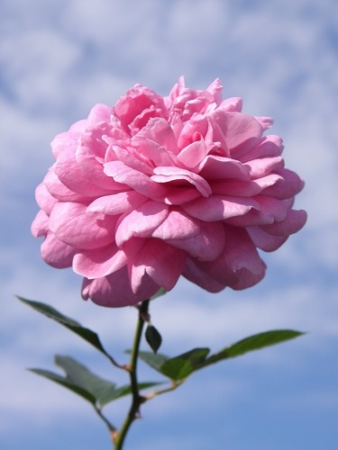 薔薇1