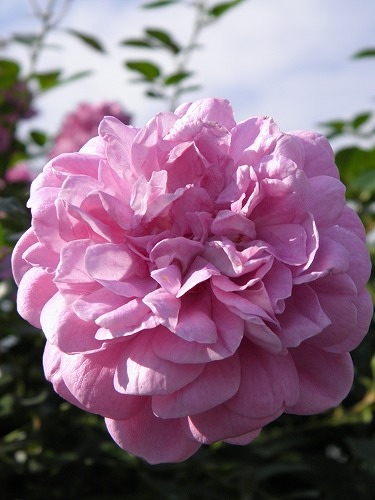 薔薇2