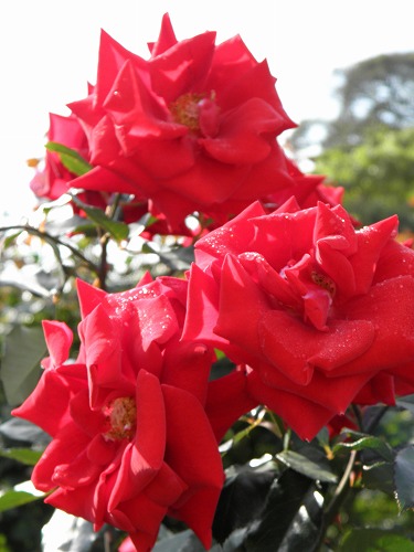 薔薇3